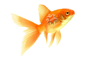 branding-fish